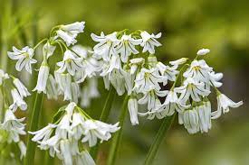 Ramps Allium Tricoccum Or Wild Leeks Are Early Spring Vegetables With A Flavor Between Onion And Garlic Learn The Be Wild Ginger Plant Plants Ginger Plant