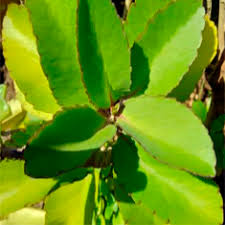 Bryophyllum pinnatum - Women's Christian College, Chennai