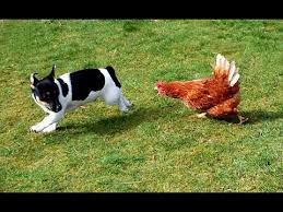 Funniest Chicken Chasing Dog Video Funny Dog And Chicken Video Youtube Basic chickens | funny chicken video compilation 2017. funny dog and chicken video