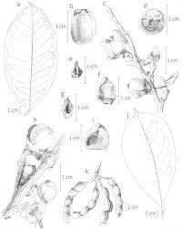 Image result for Xylopia torrei