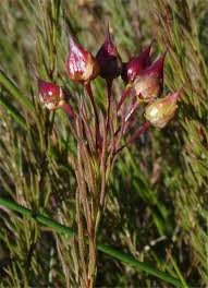 Image result for Vausagesia