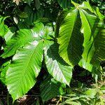 Image result for Myrianthus arboreus