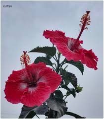 Image result for Hibiscus micranthus