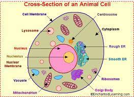 Animal, fungal and plant cells all contain structures called organelles. Animal And Plant Cells Flashcards Quizlet
