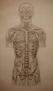 Thin man giant anatomy overlay anatomical chart. 8 Anatomical Overlays Ideas Anatomy For Artists Anatomy Art Human Figure