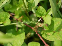 Image result for Corchorus aestuans