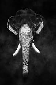 Beautiful Black And White Elephant Pictures Beautiful Black And White Shot Elephant Photography Elephant Black And White Elephant Images