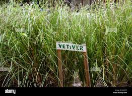 Image result for Acroceras zizanioides