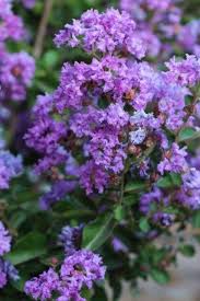 Image result for Cadaba glaberrima