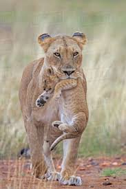 African Lion (Panthera leo) female carrying young cub. Masai Mara ...