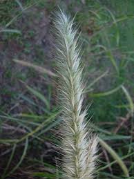 Image result for Cenchrus purpureus