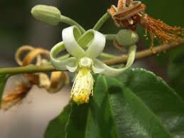 Image result for Grewia arborea