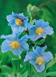 Image result for Meconopsis betonicifolia alba