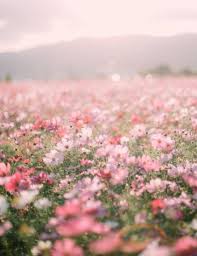 Flowers Tumblr Photography Fields 26 Ideas For 2019 Flowers Photography Flower Aesthetic Nature Pictures Flowers