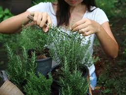 Image result for rosemary pruning