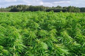 Image result for Cannabaceae