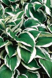 How To Grow Hosta In Florida