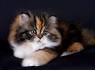 Calico Persian Kittens For Sale - Doll Face Persian ...