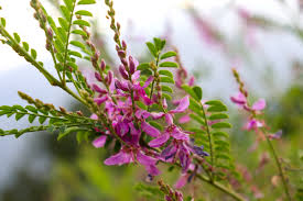 Image result for Indigofera microscypha