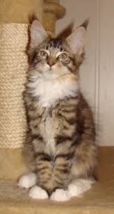 They're big boned and muscular, with males weighing up to 18 pounds. Wunderschones Black Tabby White Maine Coon Kitten Maine Coon