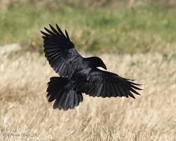 Steve Carey Bird Photography Raven Corvus Corax Birds Photography Nature Raven Bird Bird Photography