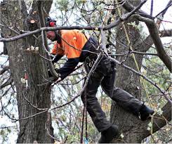 Not only did clint arrive the same day to give me a quote, he provided the same service for a much lower price. The Northern Tree Service Has Been Providing Safe Efficient And Affordable Tree Services To Modbury Residents And Busin Tree Service Tree Removal Tree Pruning