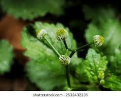 Image result for Dichrocephala