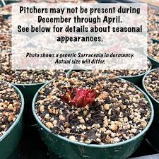 Image result for Hermannia seineri