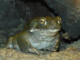 We did not find results for: Zootierlistehomepage