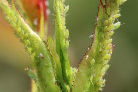 Hilft Rapsol Gegen Blattlause Anwendung Gegen Lause Paprika Pflanzen Pflanzen Gartenpflanzen