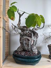 Image result for Pseudobombax