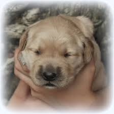 Golden retriever puppies make excellent family pets and we have a wide selection of puppies for you. The Adorable Face Of A Ten Day Old Akc Golden Retriever Puppy For Sale Raised By Careful Holistic Breeders In Vermont Windy Knoll Golden Retrievers