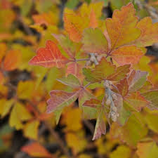 Image result for Volusia resupinata