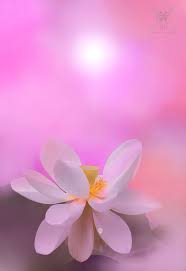 Pin On Flowers