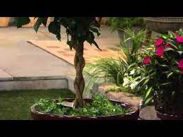 Truman little white house in key west, the washington monument national monument and the story of george washington's secret spy ring. Hibiscus Flower Allergy Hibiscus Patio Trees Hibiscus Flowers Hibiscus