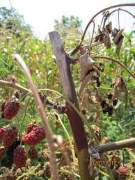 Image result for Raspberry spur blight