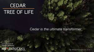 Cedar tree apartments offers the location, floor plans and amenities you desire. Cedar Tree Of Life 2018