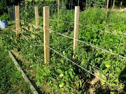 Simple Green Frugal Co Op Many Ways To Support Tomatoes Organic Gardening Tips Tips For Growing Tomatoes Tomato Farming