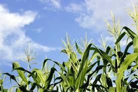 Get great deals on ebay! Syngenta Leads Series A For Bio Herbicide Startup Weedout