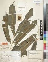 Image result for Coniogramme africana