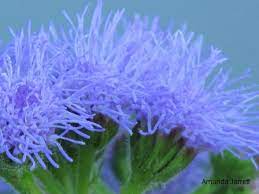Ageratum Houstonim Nordmeer Flower Weight Best Flower Wallpaper