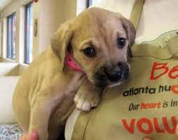 Please Adopt This Baby From The Atlanta Humane Society On Howell Mill She S So Cuddly And Sweet And 6 Weeks Old Humane Society Cuddly Pets