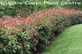 Gift vouchers grasses groundcovers new zealand natives. Kaipara Coast Plant Centre Photinia Superhedge Pvr Pvr Propagation Prohibited Hedges