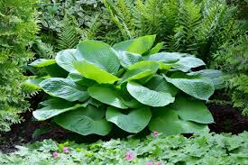 Maybe you would like to learn more about one of these? 17 Different Types Of Hostas Garden Lovers Club