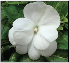 Image result for Heliotropium lineare