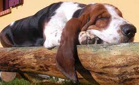 Lazy Dogs Basset Hound Lazy Dog Breeds Dog Names Dog Names Male