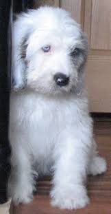 Our dogs overall health and condition is our first priory. Mini Saint Berdoodle Omg Too Too Cute From Minisaintbernards Com Mini St Berdoodle Cute Dogs Baby Dogs