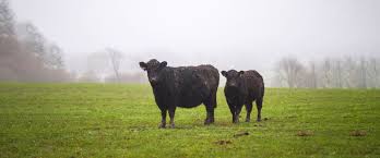 Videos zu galloway rind ansehen. Das Galloway Rind Ein Personliches Rassenportrait