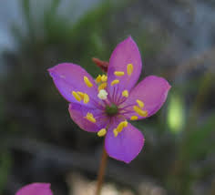 Image result for Tapinanthus constrictiflorus