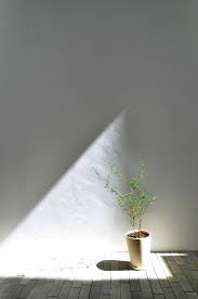 木とともに暮らす屋内で自然を感じる 広場 のある家 ミニマリストフォト 夏 壁紙 花瓶の花